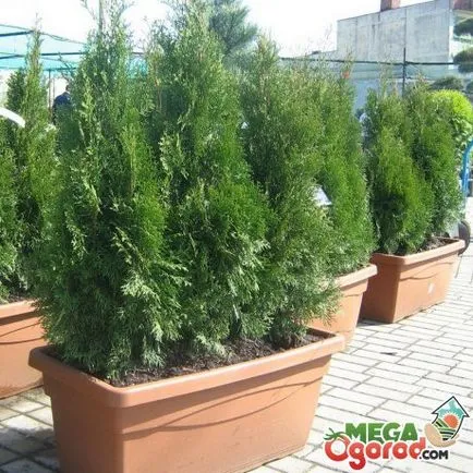 Thuja в саксия отглеждане, засаждане и грижи в домашни условия