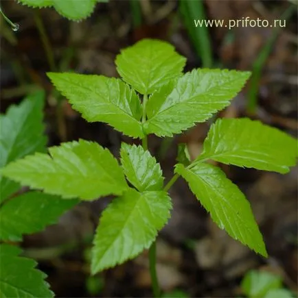 Трева Goutweed, билки
