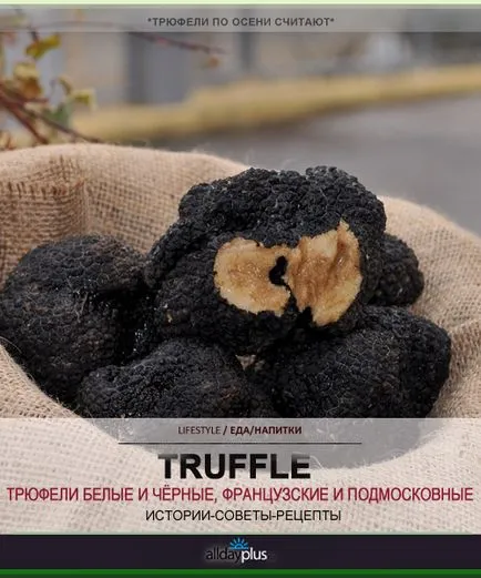 Трюфели - аристократи царство гъби