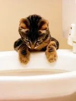 В котка диария с кръв