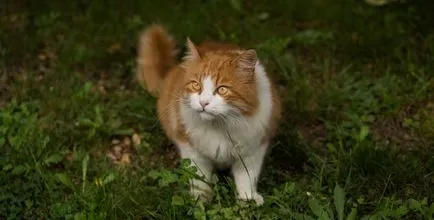 В котка урина с кръв, които правят собственик