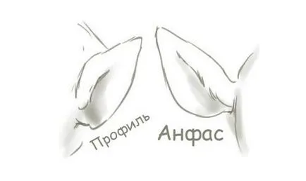 Научете как да се направи жираф
