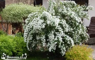 Грижа Tusi - поливане и торене през пролетта, лятото, есента и зимата