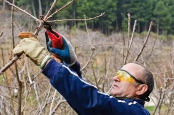 Грижа касис пролетни подготовката за зимата, резитба, торене (касис) Грижа касис пролетни препарати за зимата, резитба, торове
