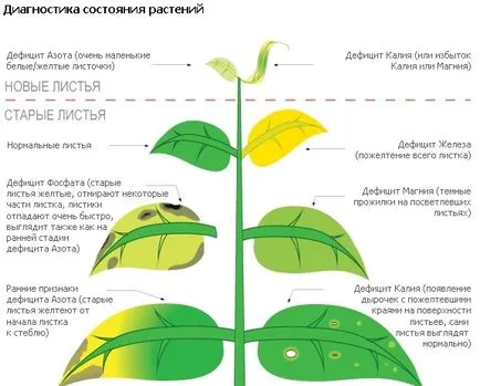 В доматен жълто листо-ниска причини, лечение, профилактика, снимки, видео