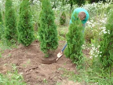 Evergreen Arborvitae - грижа в съответствие с правилата