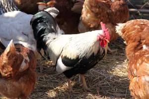 Отглеждане и развъждане на пилета в страната за изпълнение на
