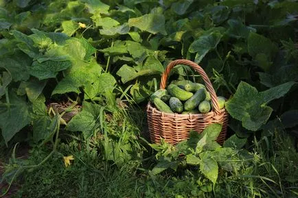 Отглеждане краставица засаждане, грижи, торене, сорт