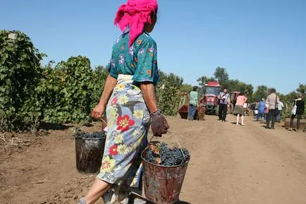 търговия на вино