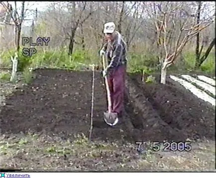 Отглеждане на ягоди 1