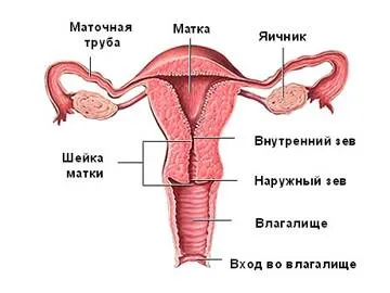 Всичко за матката ултразвук, маточните тръби и яйчниците при жените Всичко за матката ултразвук, маточните тръби и яйчниците при жените
