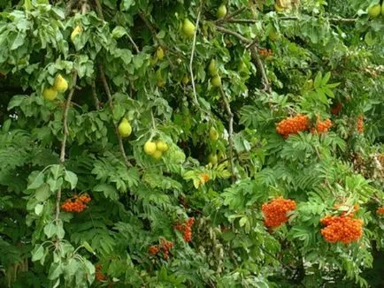 Всички нюанси на присаждане на круши