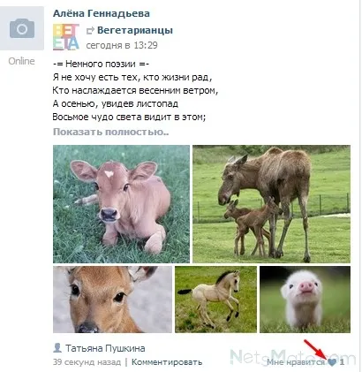 Защо хъскита в контакт
