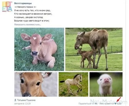Защо хъскита в контакт
