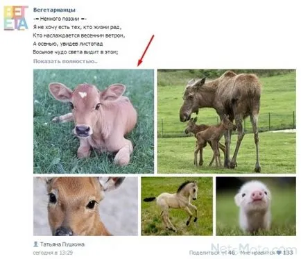 Защо хъскита в контакт