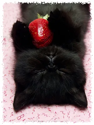 Защо е необходимо една котка
