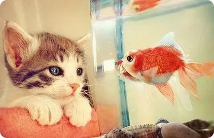 Защо е необходимо една котка