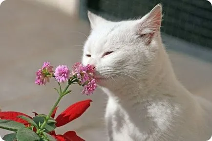 Защо е необходимо една котка