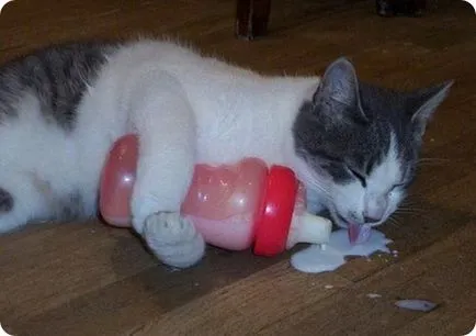 Защо е необходимо една котка