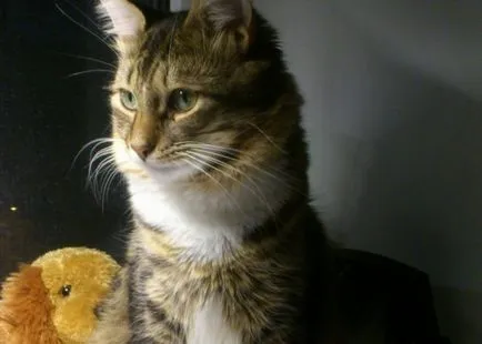 А котката от приют