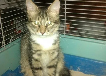 А котката от приют
