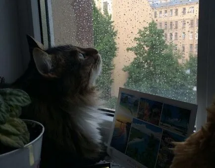 А котката от приют