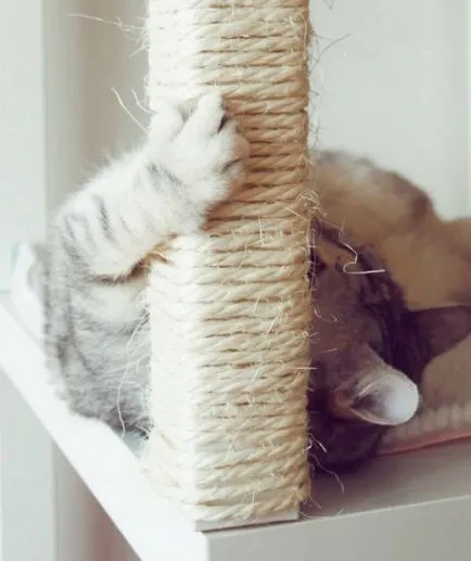 котка състояние
