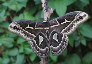 Butterfly като човек Butterfly като човек
