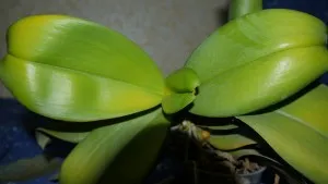 Защо жълт лист в Orchid