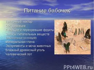 пеперуда хранене