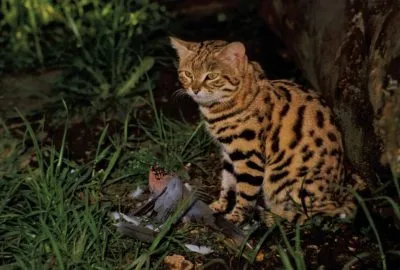 Котката и котката ангажиран