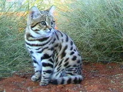 Котката и котката ангажиран