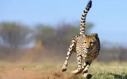 Порода котки диви котки Порода котки диви котки