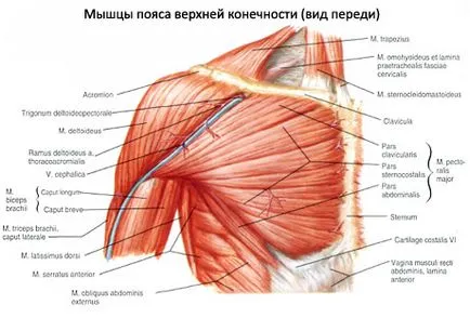 Делтоидния го