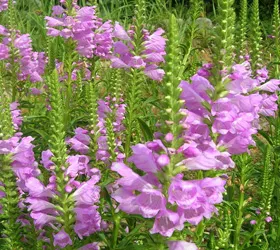 Fizostegiya расте от семена