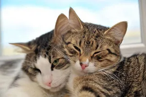 Как да се кача на котката с котка