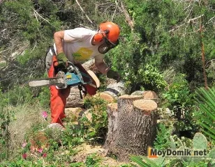 Garden пътя на намаляване на дърво Garden пътя на намаляване на дърво