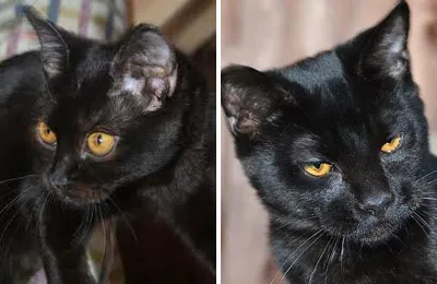 Порода котки диви котки