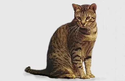 Порода котки диви котки