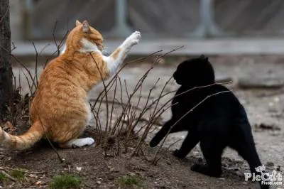 Как да се кача на котката с котка