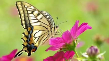 Butterfly като човек