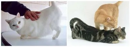 Котката и котката ангажиран