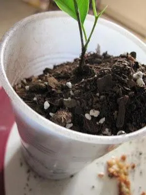 Ficus benjamina грижи трансплантация, поливане, снимки