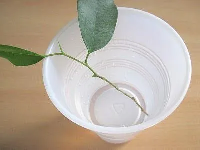 Ficus benjamina грижи трансплантация, поливане, снимки