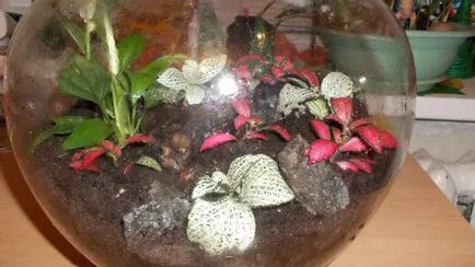 Florarium собствените си ръце майстор класа, снимка, растения