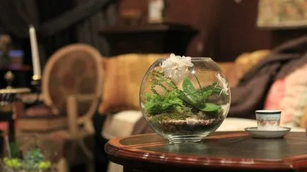 Florarium собствените си ръце майстор класа, снимка, растения