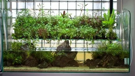 Florarium собствените си ръце майстор класа, снимка, растения