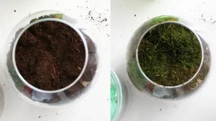 Florarium собствените си ръце майстор класа, снимка, растения