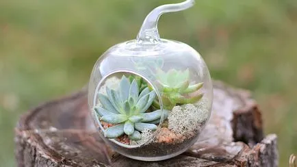 Florarium собствените си ръце майстор класа, снимка, растения