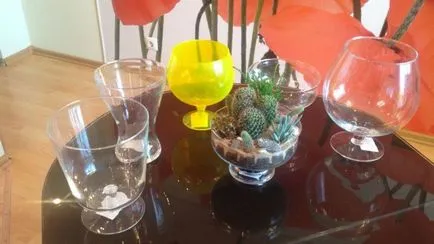 Florarium собствените си ръце майстор класа, снимка, растения
